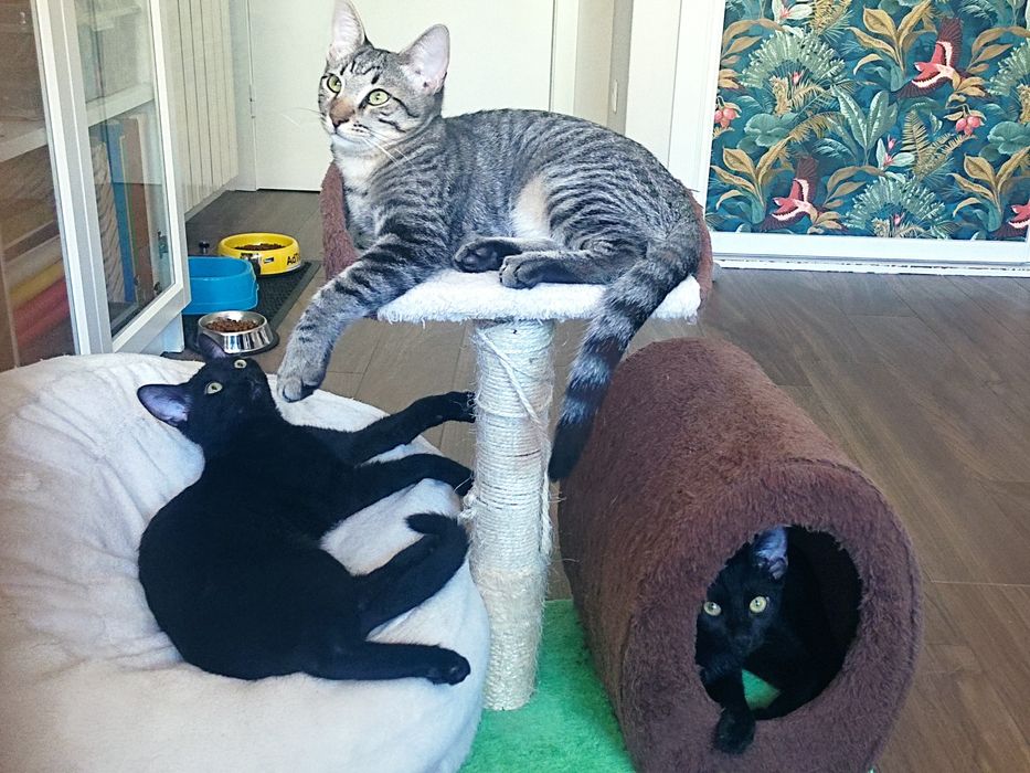 Gatinhos Bebés machos, 4 meses