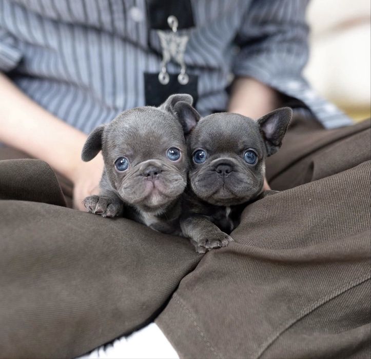 Французський бульдог ексклюзивні малюки преміум класу