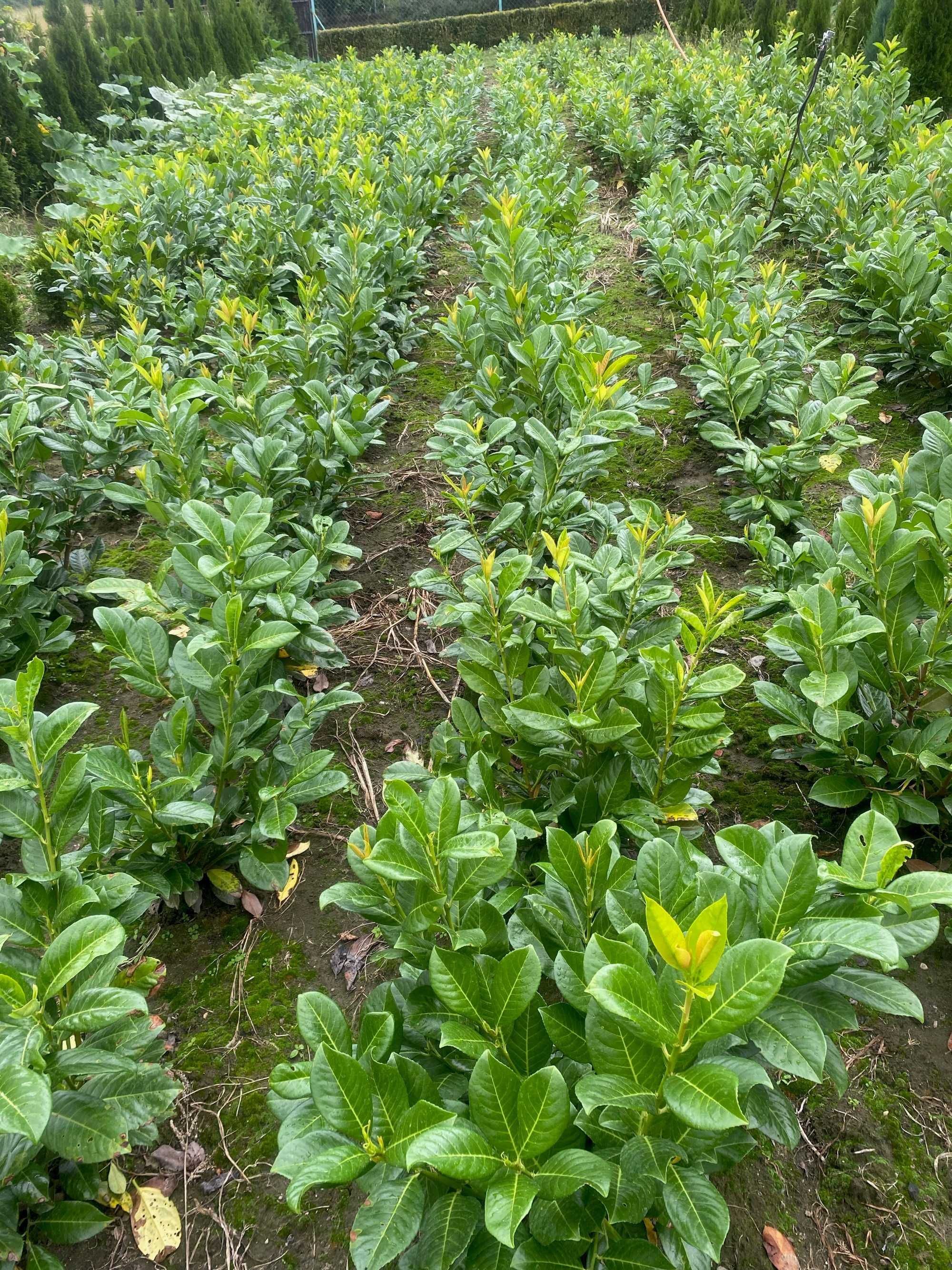 Laurowiśnia wschodnia Novita! Caucasica! Rotundifolia! 150 cm! Prunus!