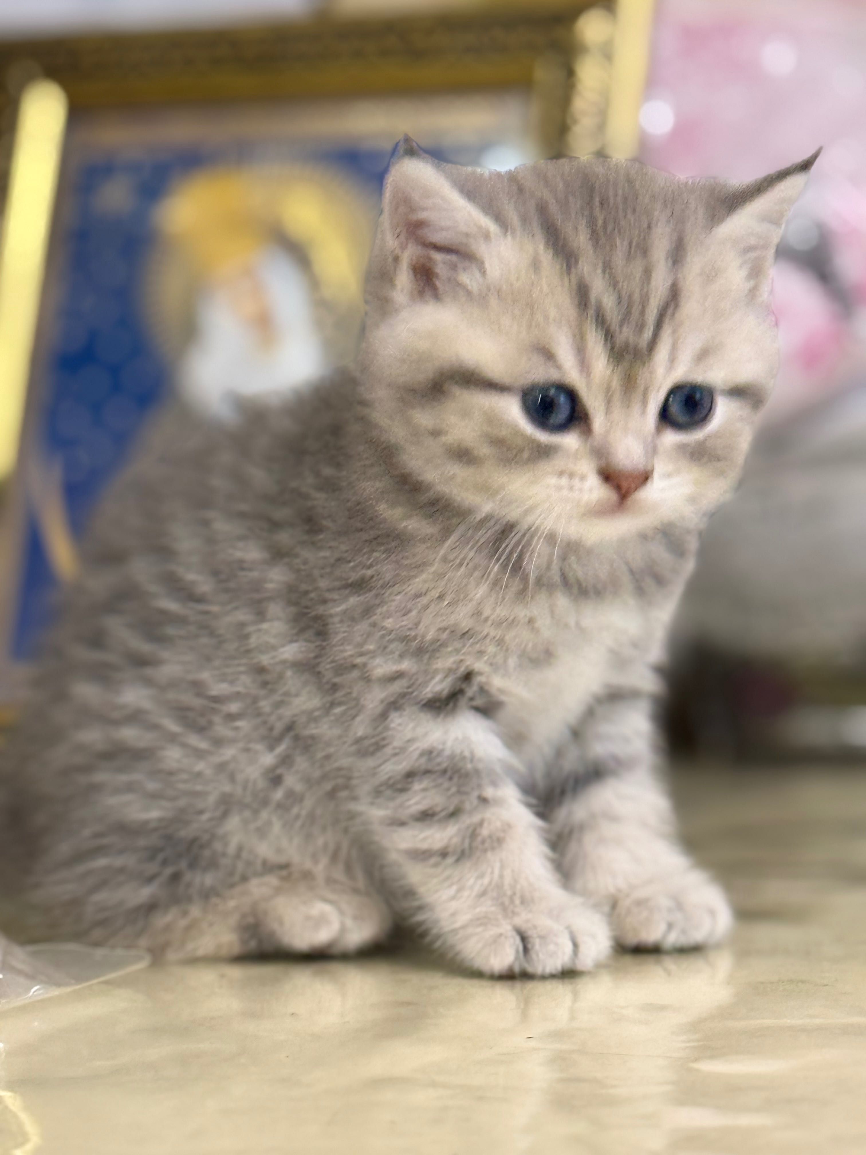 Шотландські кошенята