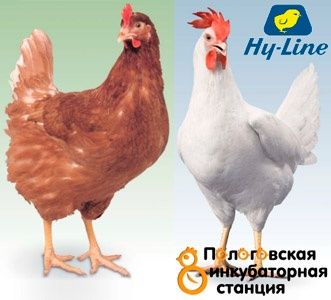 Продам курей молодих білих