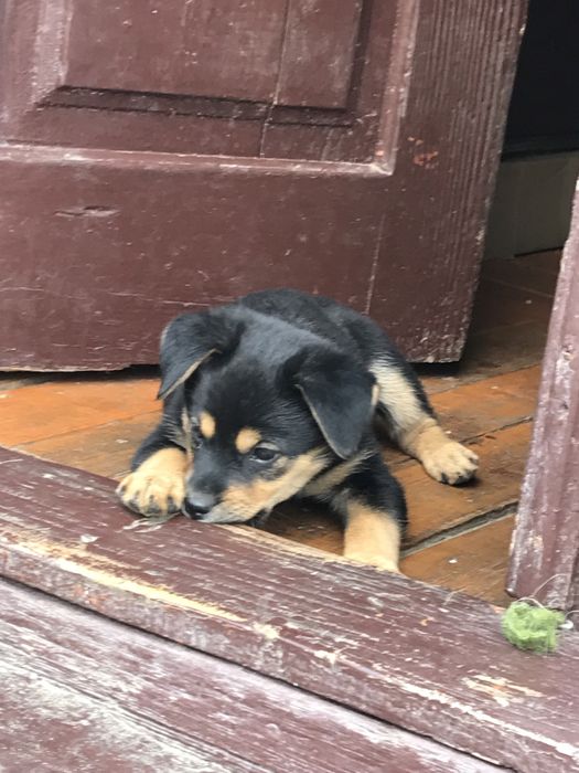 Цуценя віддам в добрі руки