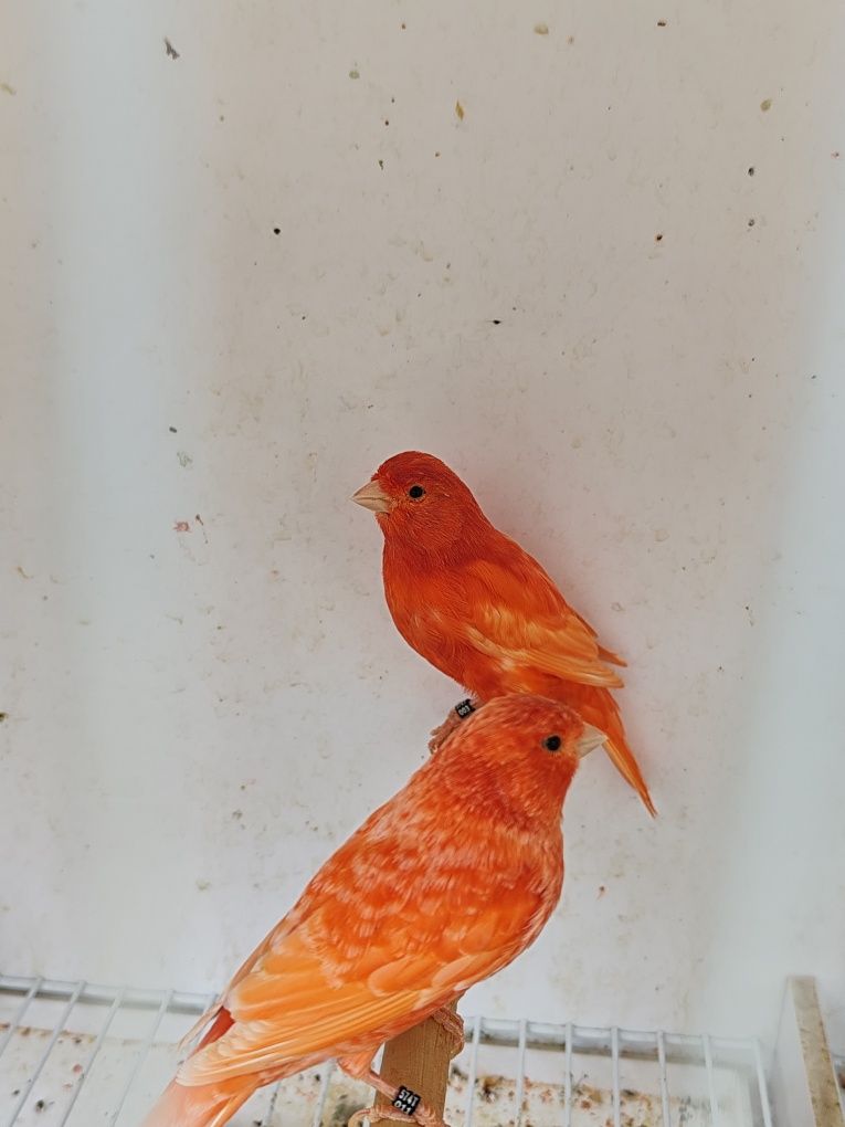 Canários vermelhos