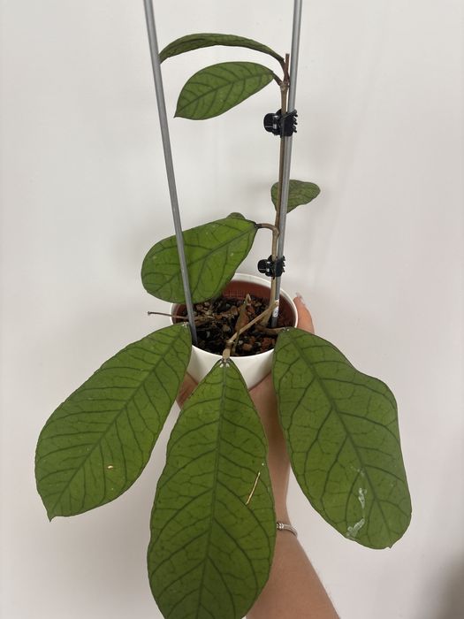 Hoya sabah roslina doniczkowa ukorzeniona