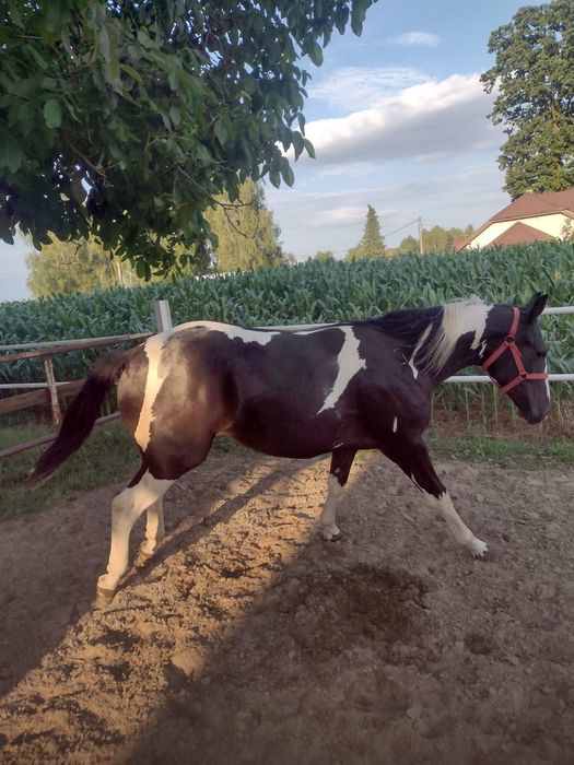 Źrebice półtora roczne