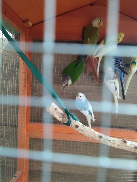 Sprzedam lub zamienię