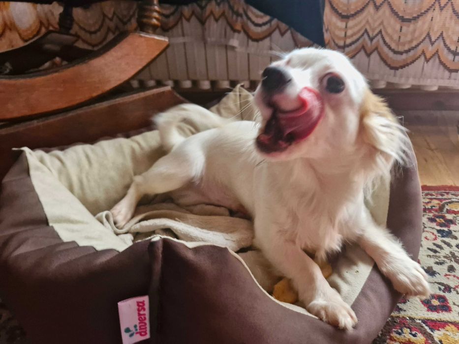 Chihuahua - długowłosa, biała, samiec