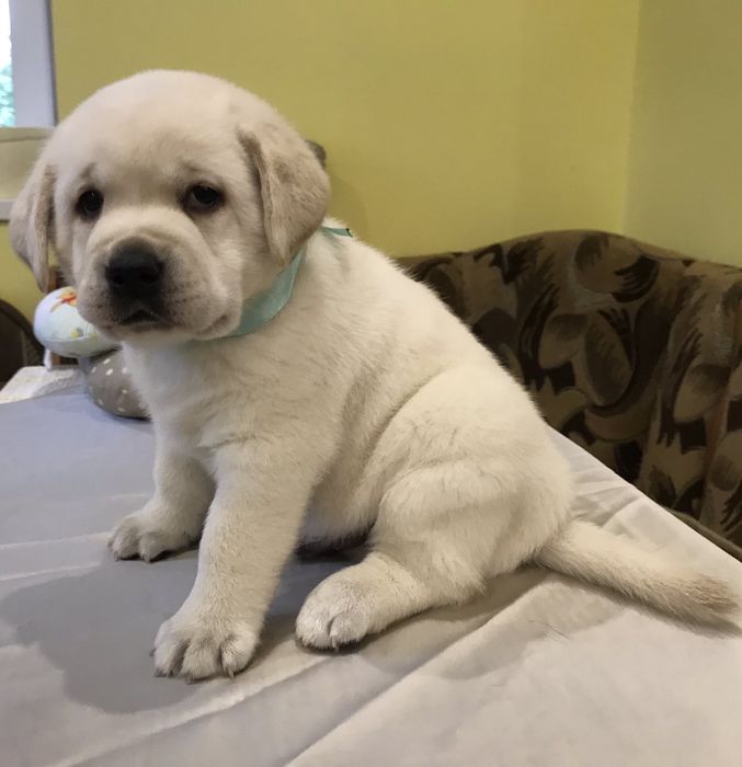 Цуценята у вiдповiдальнi  руки