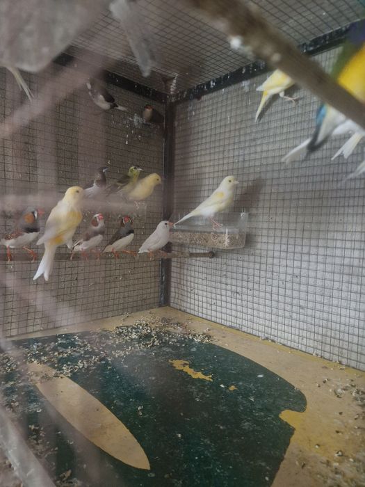 Canários mandarins diamante Gold