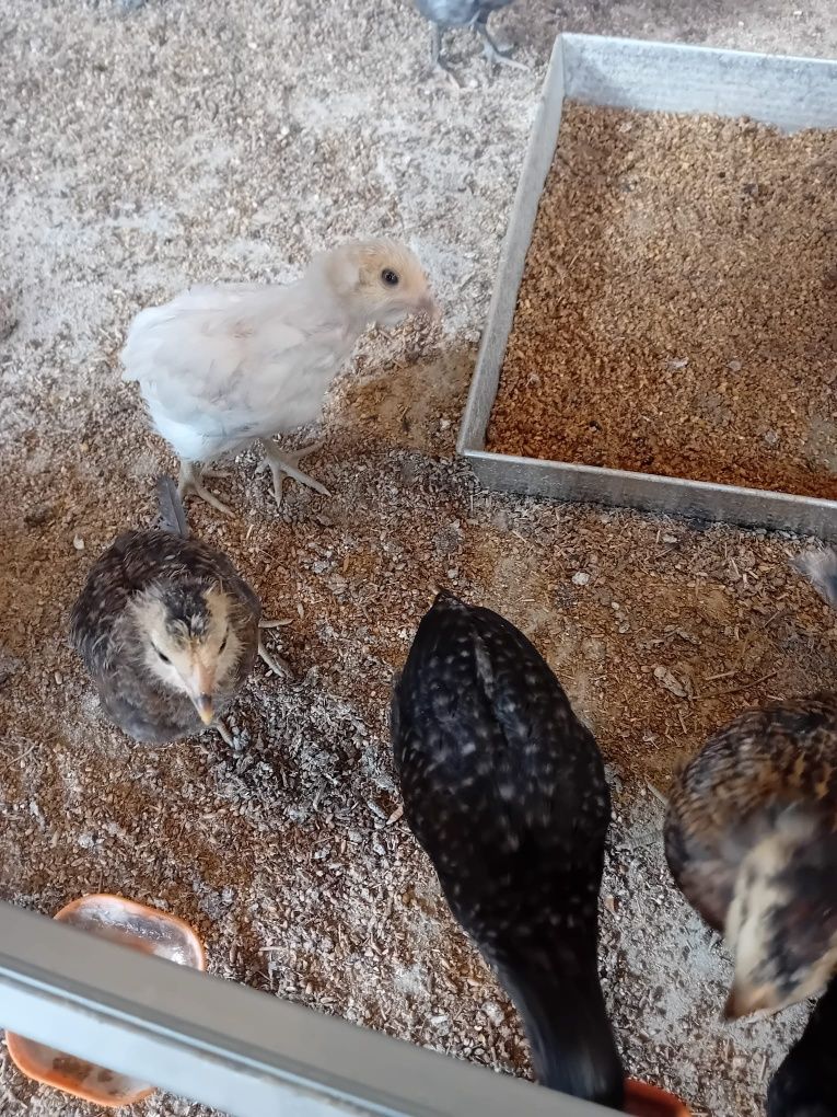 Kura kury aracuany naturalne ekologiczne araucany pisklaki araucany