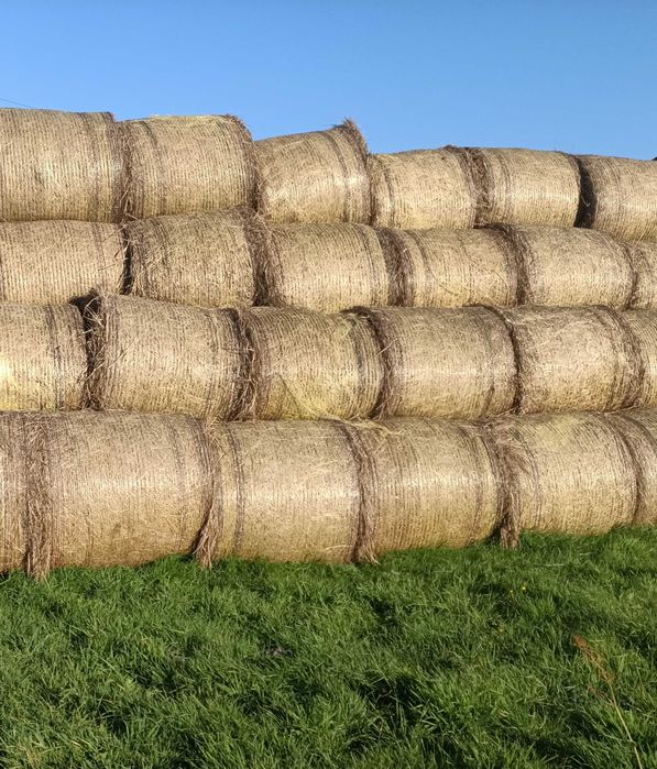 Siano w stogu 2025