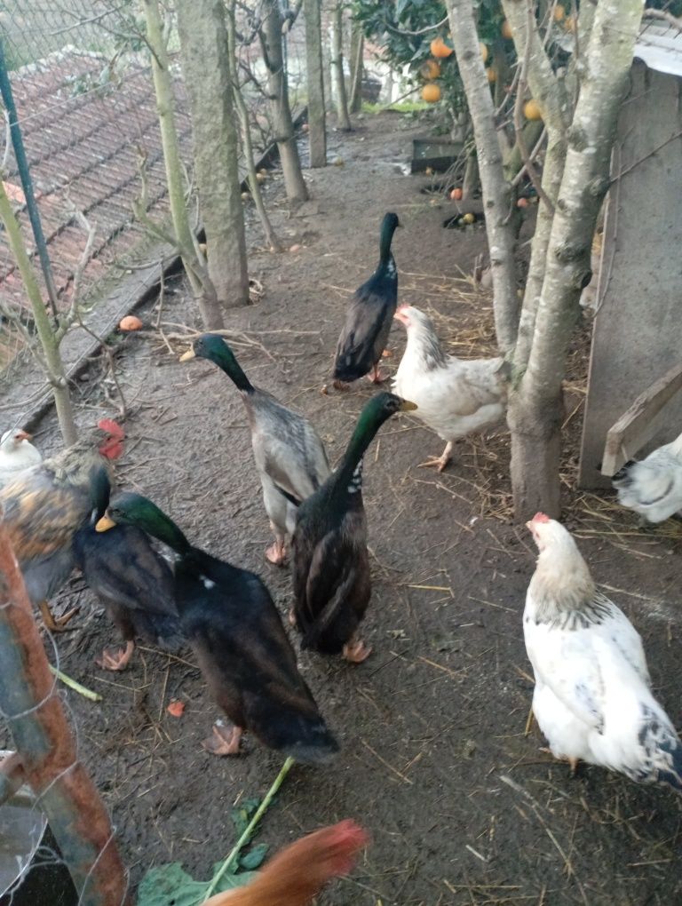 Patos corredores