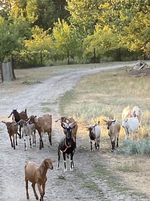 Продам коз и козлят нубийских и других пород