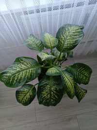 Dieffenbachia Tropic Snow (Promocja 3 mają tylko)