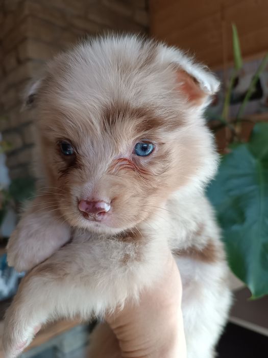 Owczarek australijski typ amerykański