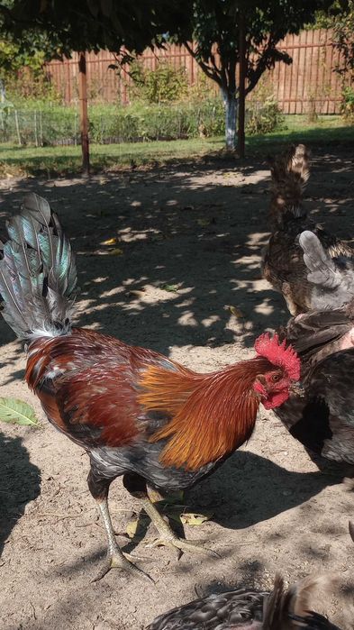 Sprzedam koguty kogutki zielononóżka i inne