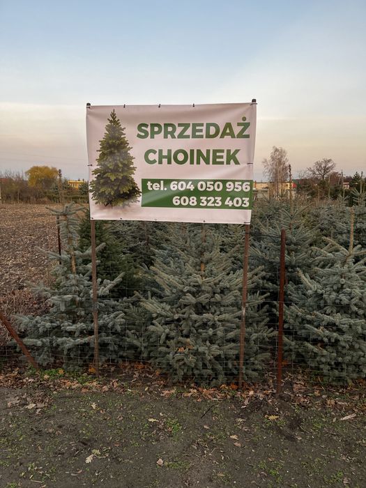 Choinki z plantacji (świerki) LUBRANIEC