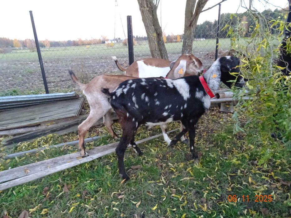 kozy anglonubijskie , kozioł anglonubijski, likwidacja stada