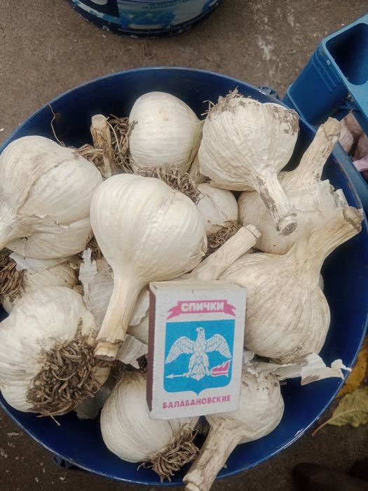 Часник домашній трьох сортів