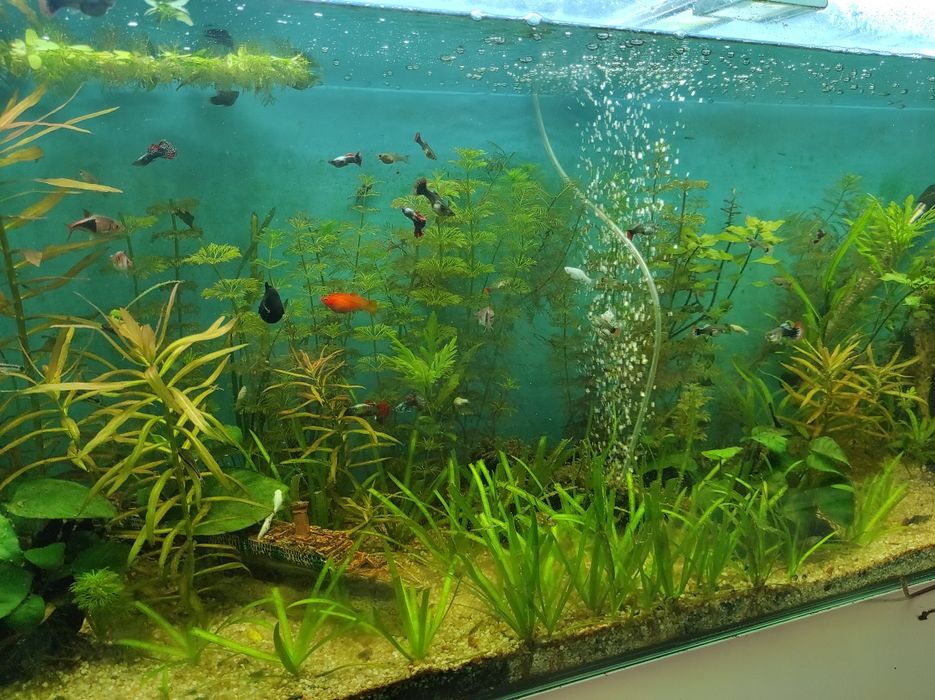 Guppys para despachar