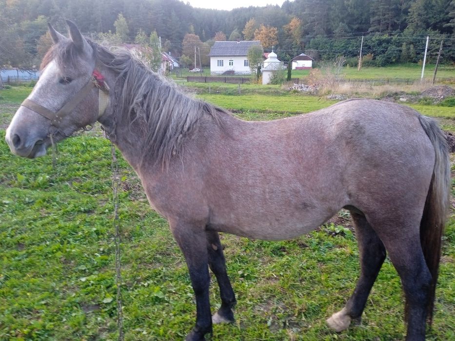 Продам кобилу спокійна Богородчани
