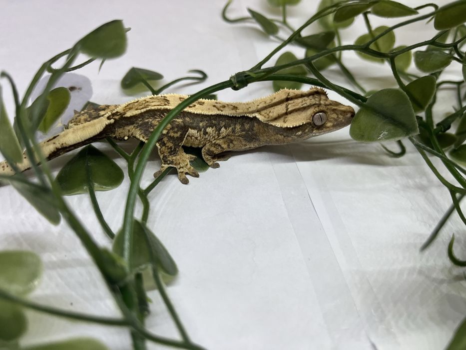 Gekon orzęsiony Tricolor