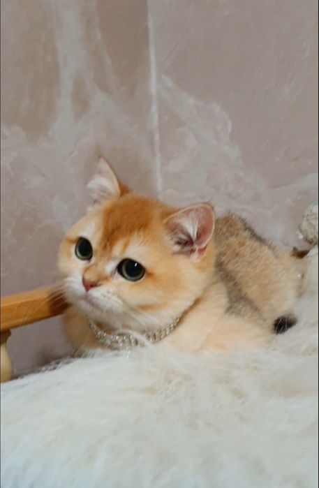 Золотая британская шиншилла