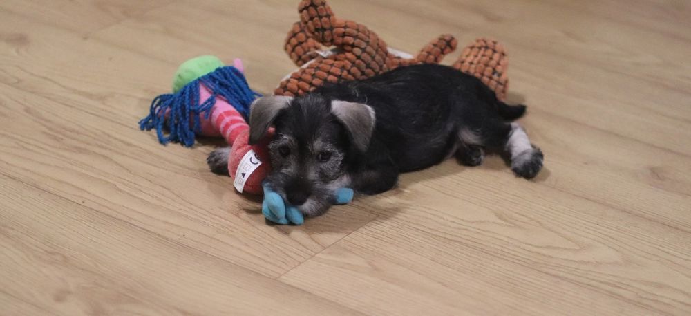 Веселі перчинки підросли