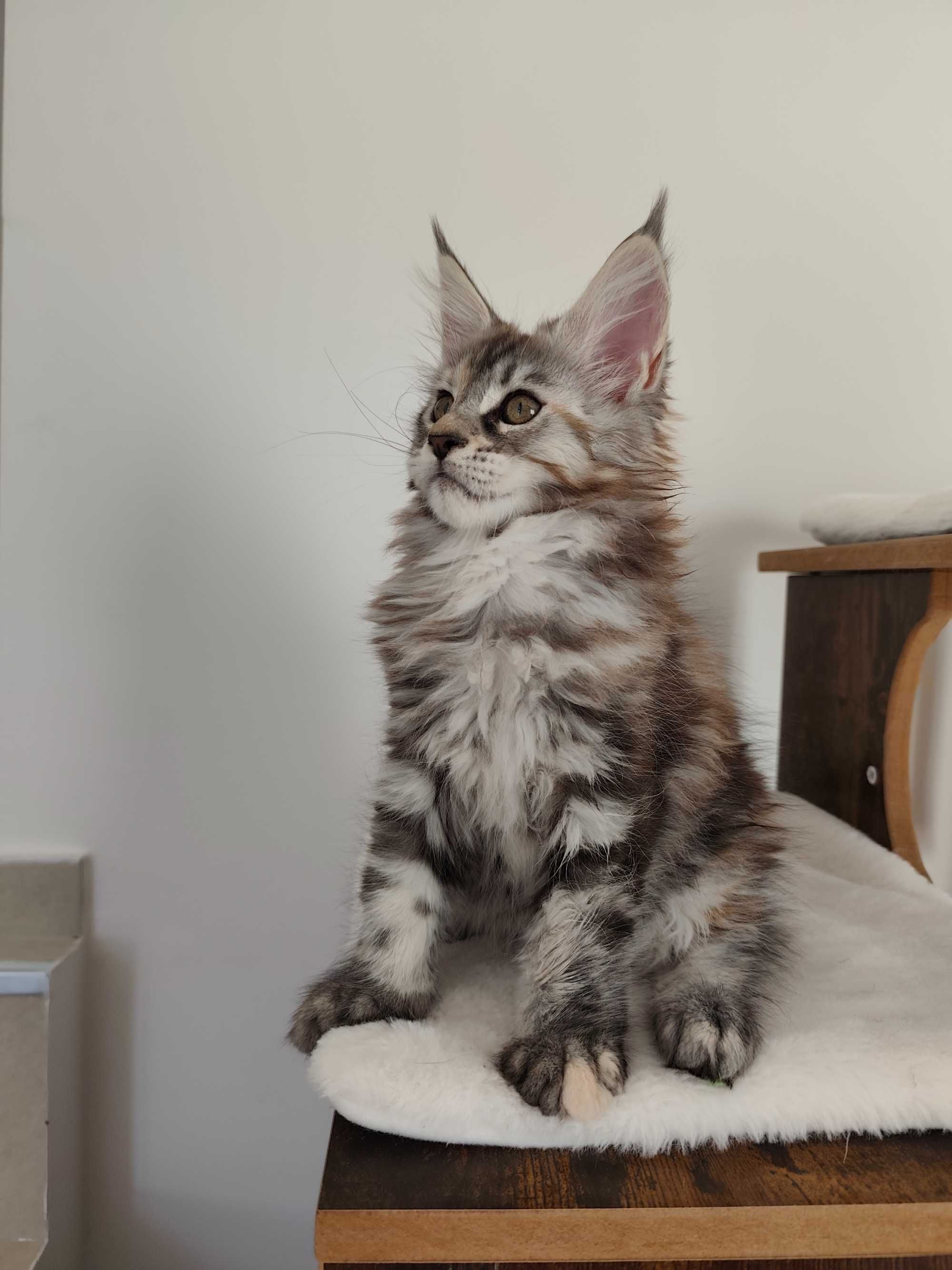 Lindíssima gatinha Maine coon