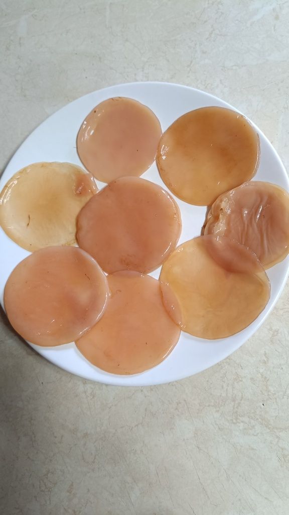 Kombucha, grzybek scoby + starter