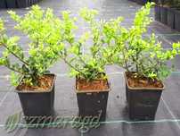 Ostrokrzew karbowanolistny 'Convexa'