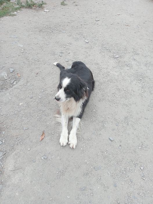 Border collie macho