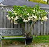 Brugmansia Suaveolens Var. Biała + GRATISY