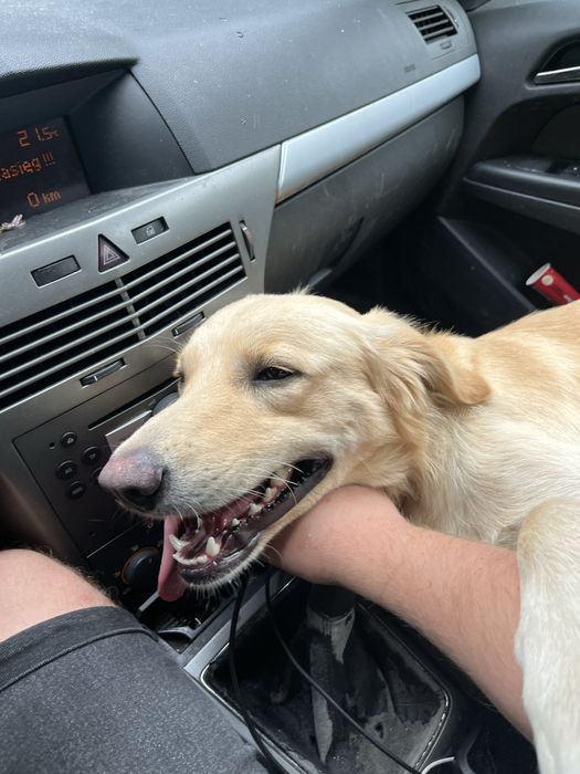 Roki Kundelek 1,5 roku w typie labradora