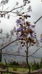 Paulownia-Cesarskie drzewko szczęścia - nasiona
