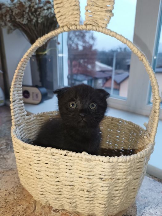 Кошеня, вислоухие