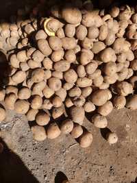 Ziemniaki sadzeniaki VINETA