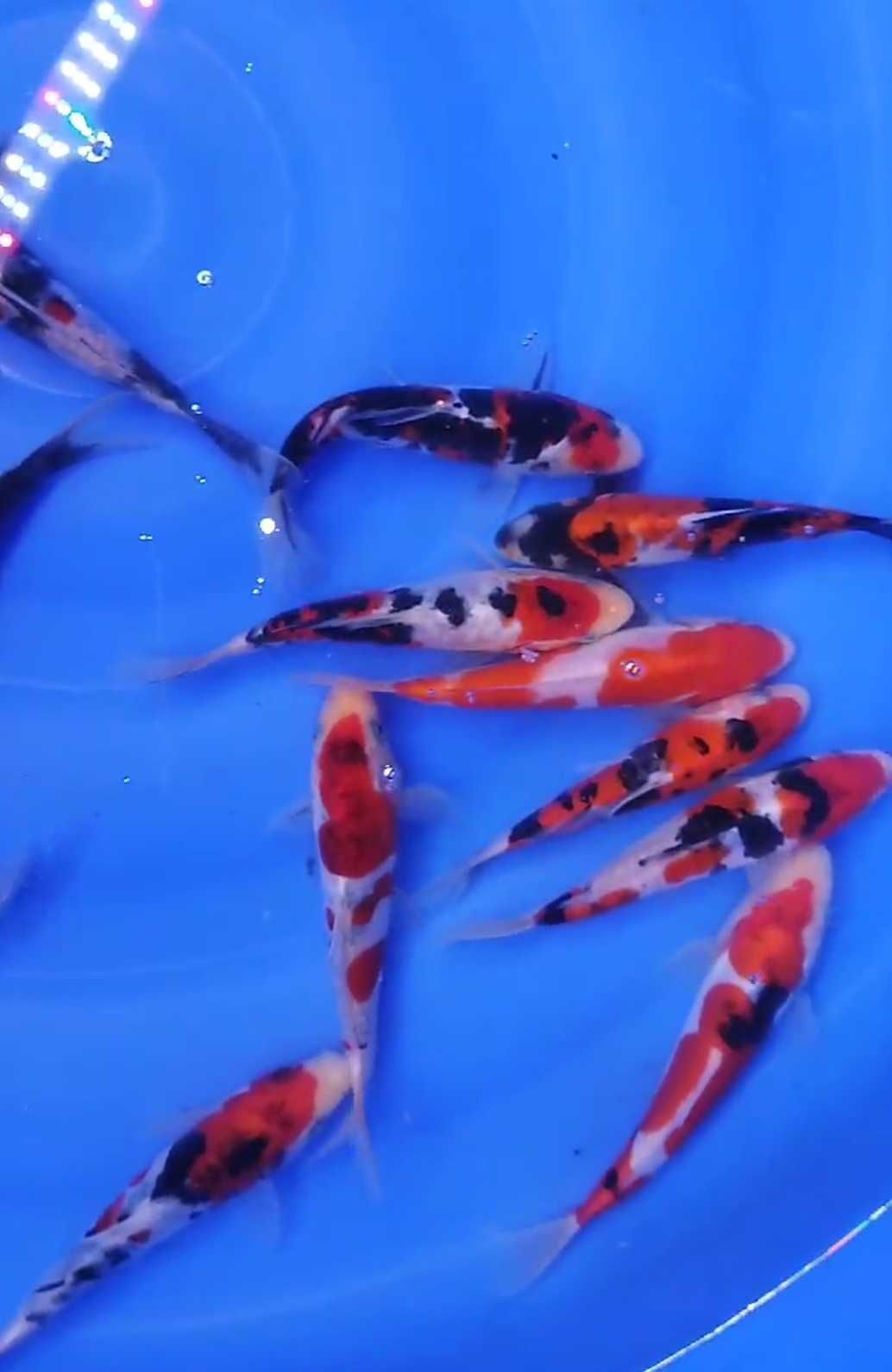 Carpa koi do Japão