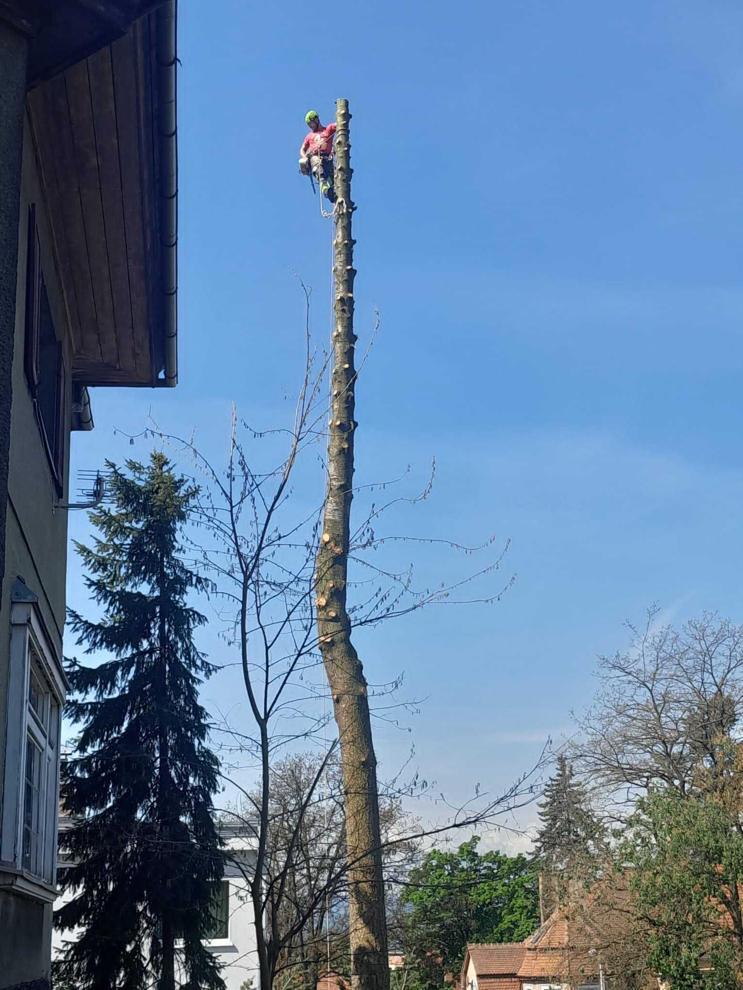 Wycinka drzew, ścinka, koszenie trawy, rąbanie drzewa