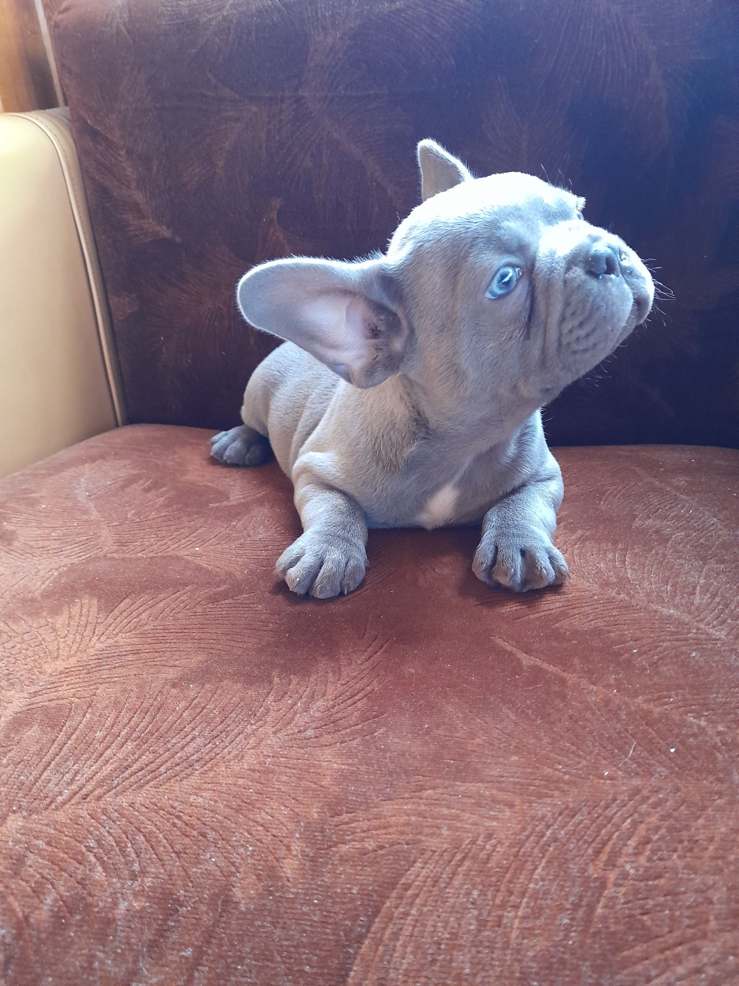 Buldog francuski piesek