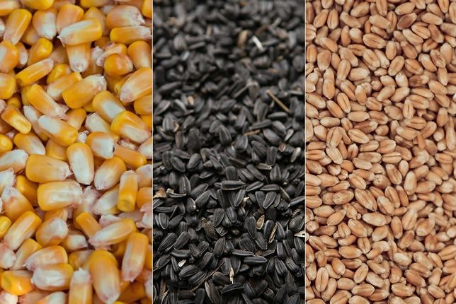 Зерно корма гранулированые