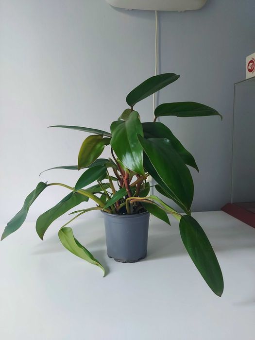 Philodendron Red Emerald
