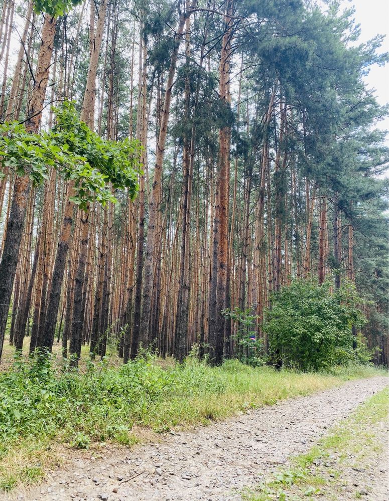 Продам земельну ділянку над Стугною в сосновому лісі