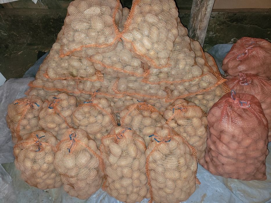 Ziemniaki żółte ..