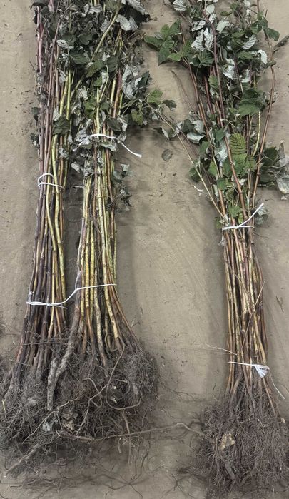 Sadzonki maliny jesiennej