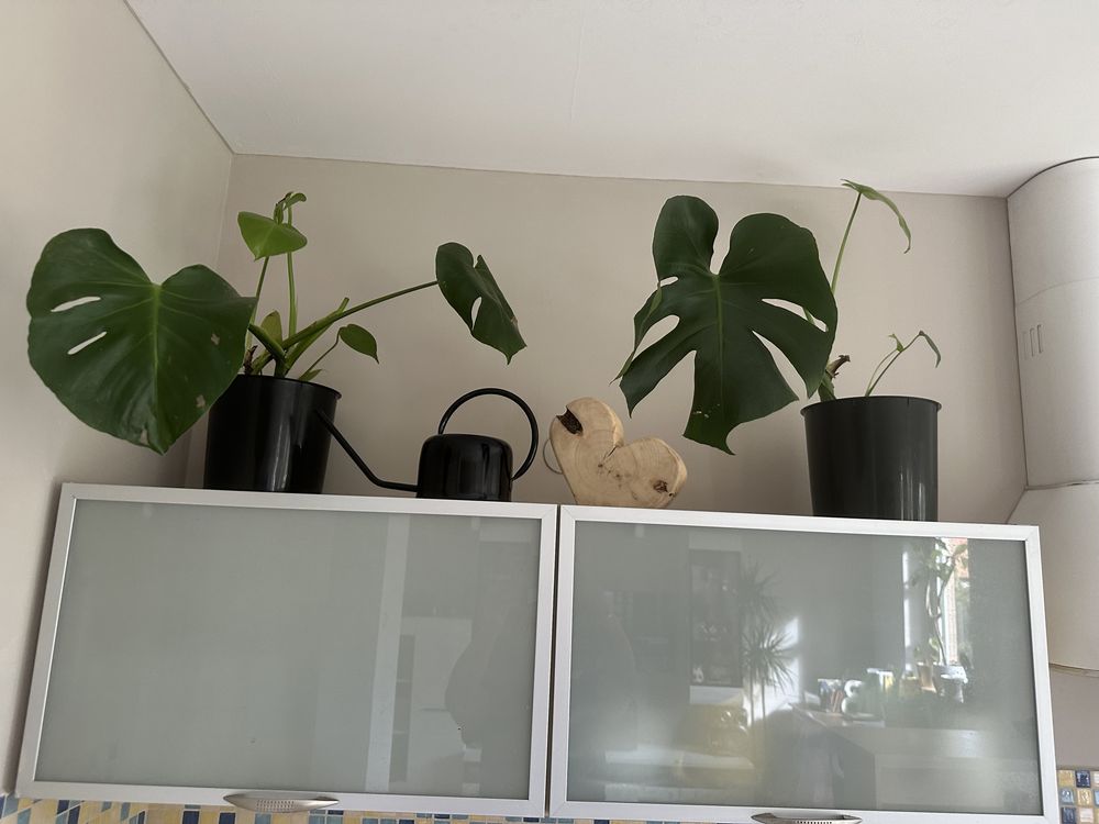 Monstera 2 szt odbior osobisty