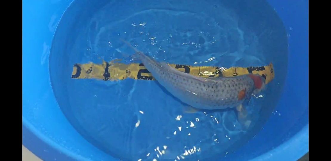 Koi Goshiki Maruten 40cm