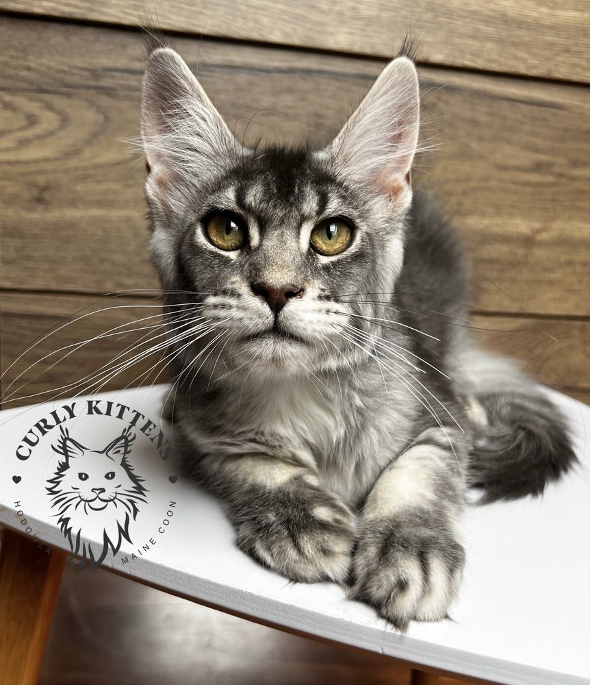 Kotka Maine Coon