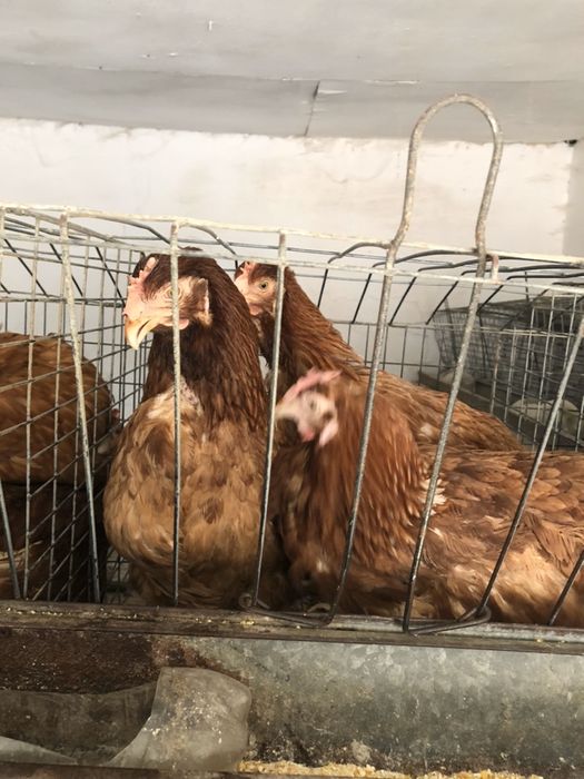 Курочки ломон браун