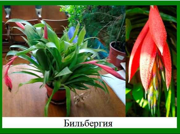 Тунбергія древовидна Більбергія Соландра Кімнатні рослини квіти